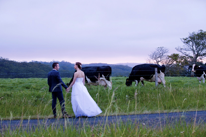 weddings at maleny retreat cows